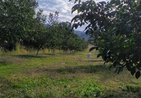 καλλιεργεια καρυδιας ΑΓΡΟΚΤΗΜΑ ΑΘΗΝΑ